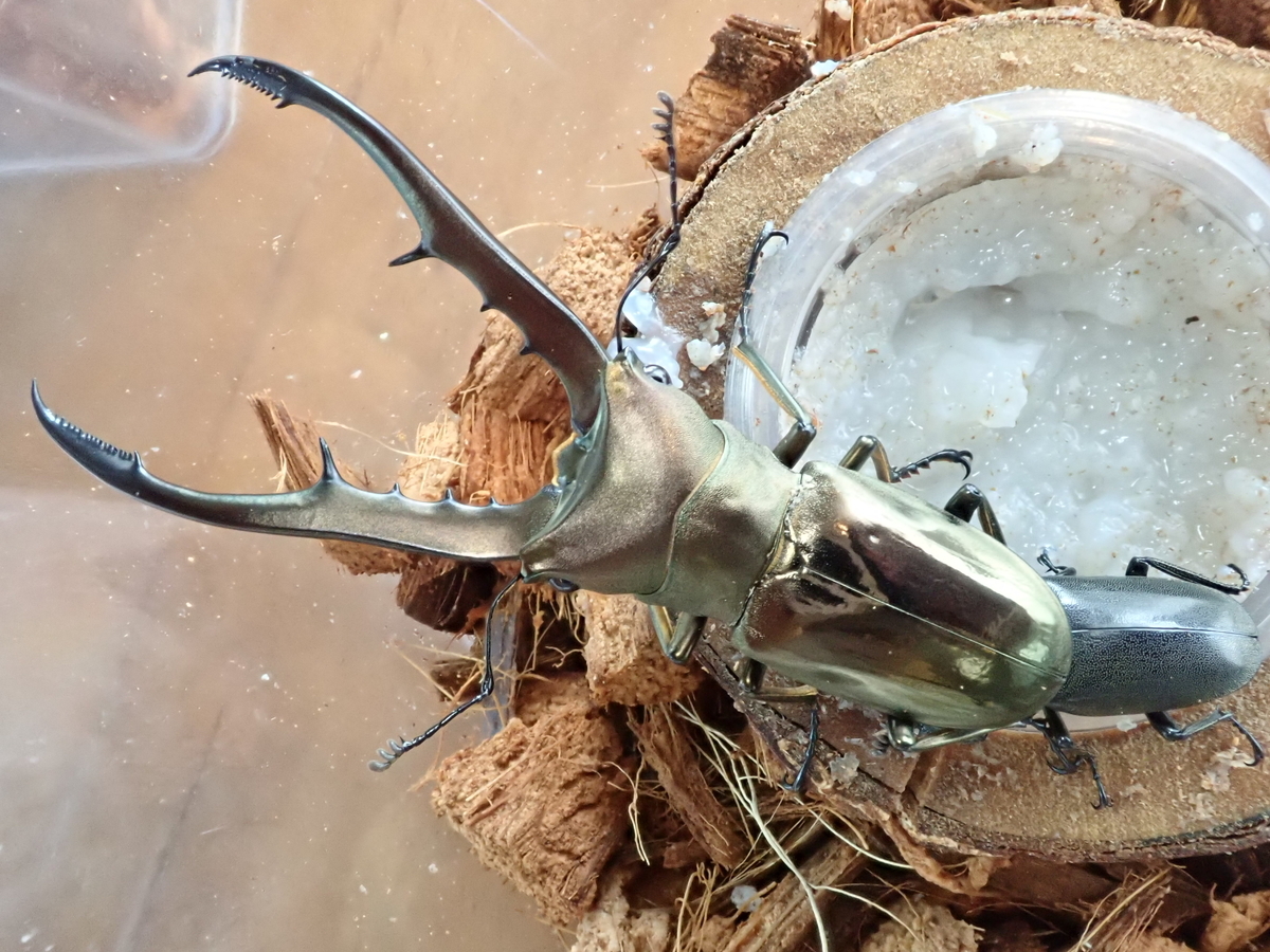 メタリフェルホソアカクワガタ（ペレン島産）WF1 飼育記録まとめ