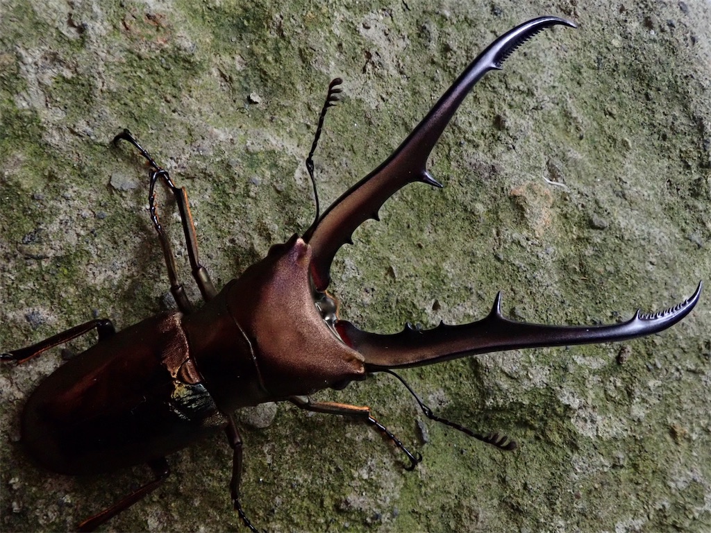 メタリフェルホソアカクワガタ（ペレン島産）WF1 飼育記録まとめ