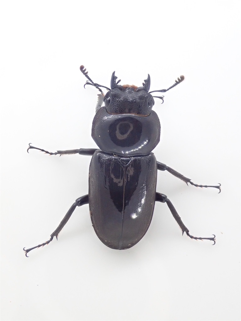 リュウキュウコクワガタ（沖縄県国頭村産）F3 飼育記録まとめ