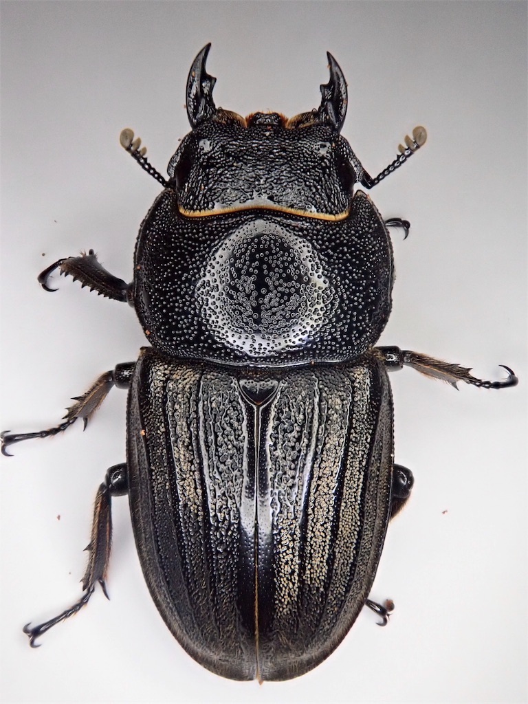 スジブトヒラタクワガタ（奄美大島奄美市/旧 笠利町産）CB 飼育記録