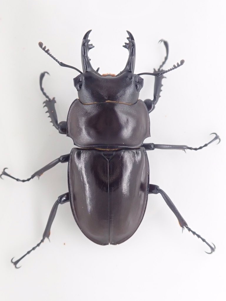 ヤエヤママルバネクワガタ (石垣島於茂登岳産) F4 飼育記録まとめ