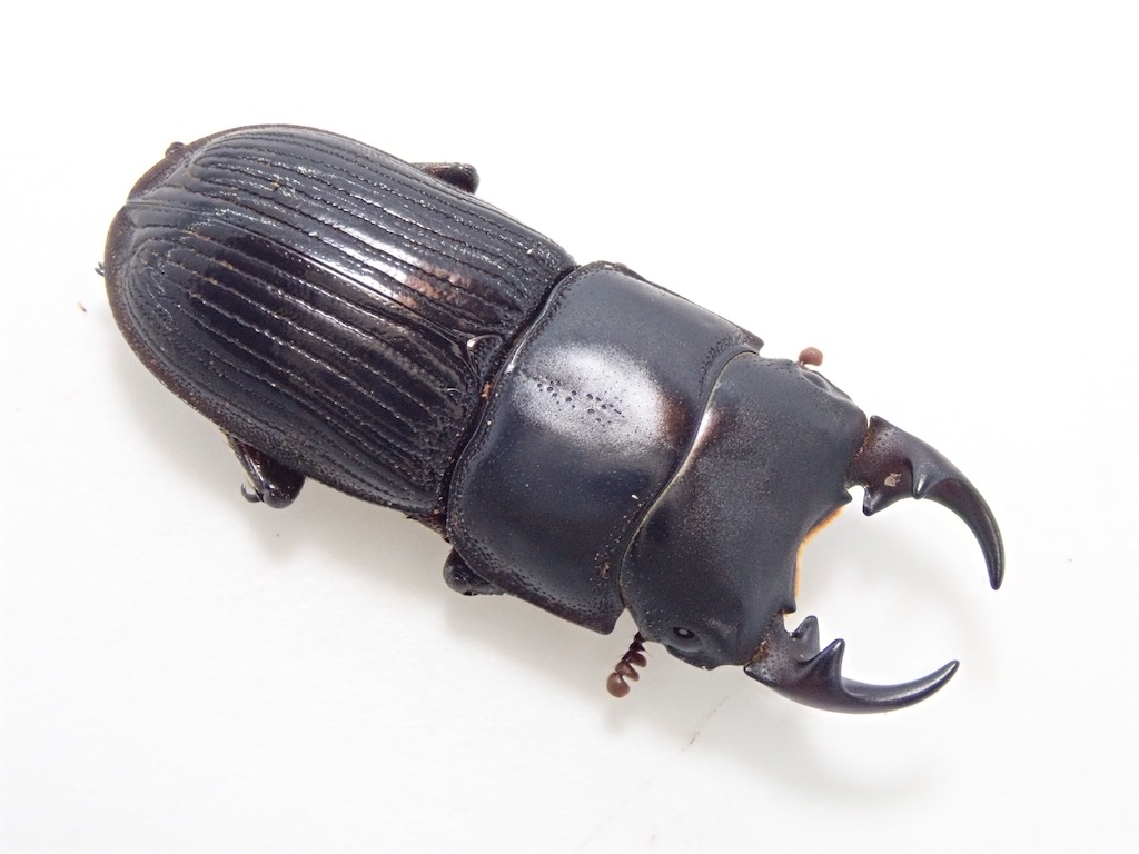 イヘヤネブトクワガタ（沖縄県島尻郡伊平屋村産）WF1 飼育記録まとめ