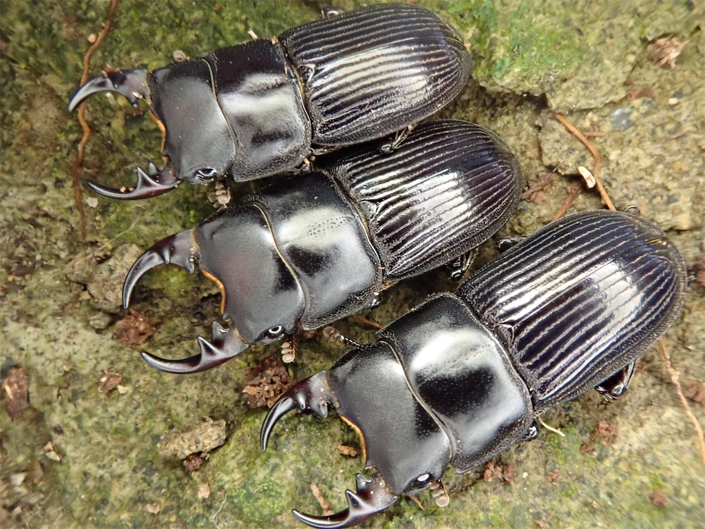 イヘヤネブトクワガタ（沖縄県島尻郡伊平屋村産）WF1 飼育記録まとめ