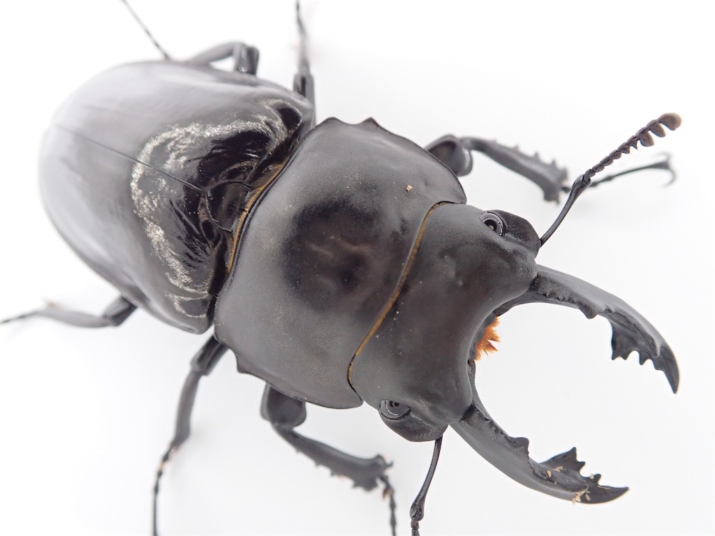 アマミマルバネクワガタ (鹿児島県徳之島天城岳産）CBF1 飼育記録