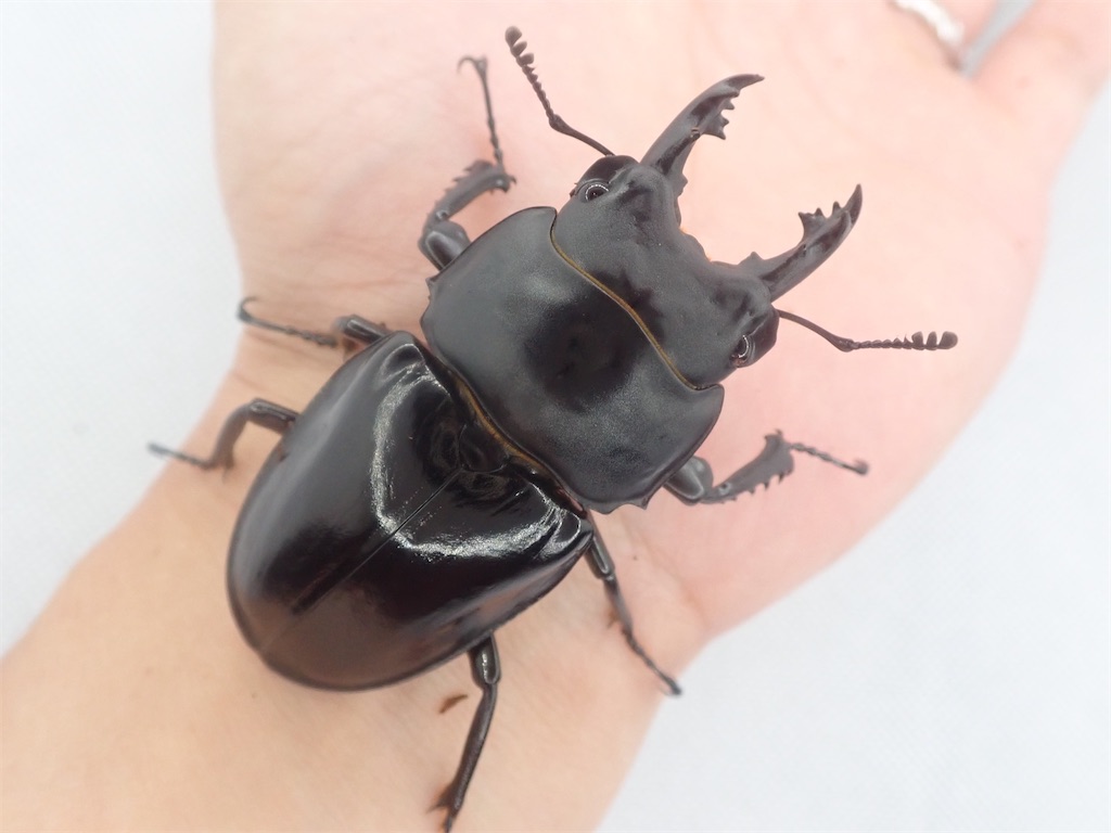 アマミマルバネクワガタ (鹿児島県徳之島天城岳産）CBF1 飼育記録