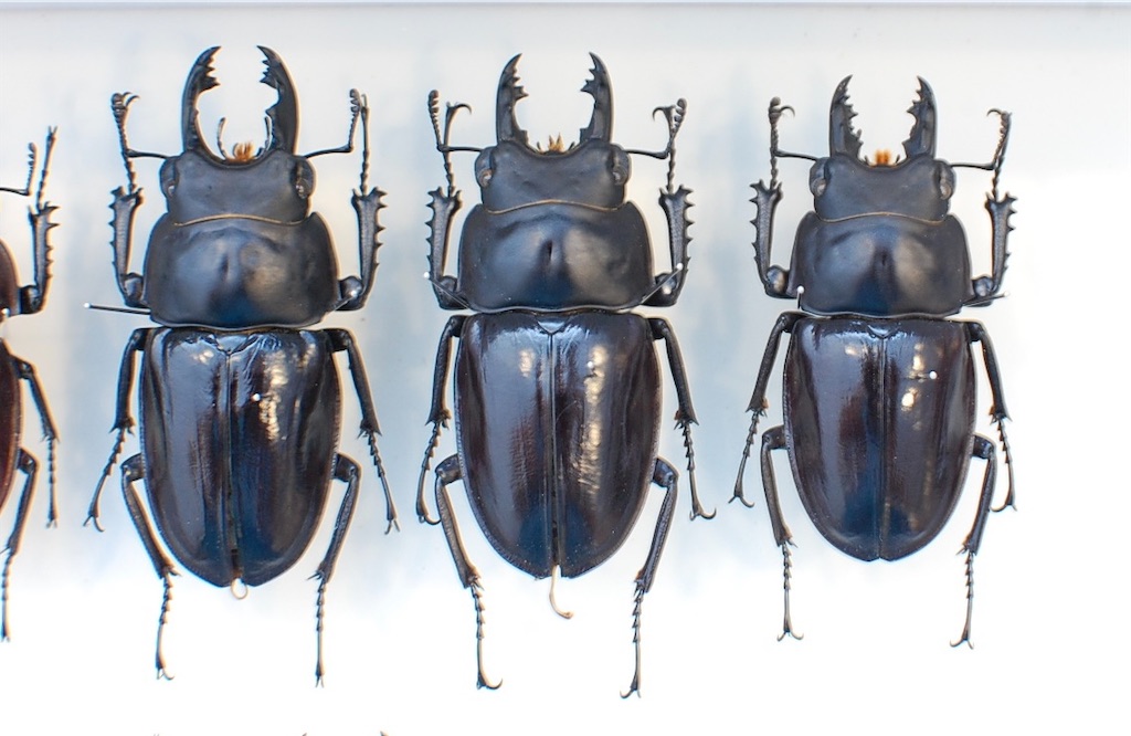 アマミマルバネクワガタ (鹿児島県徳之島天城岳産）CBF1 飼育記録