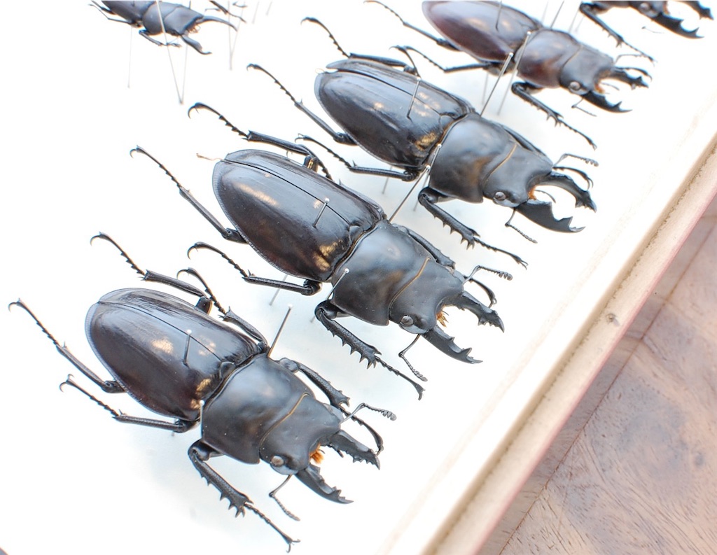 アマミマルバネクワガタ (鹿児島県徳之島天城岳産）CBF1 飼育記録