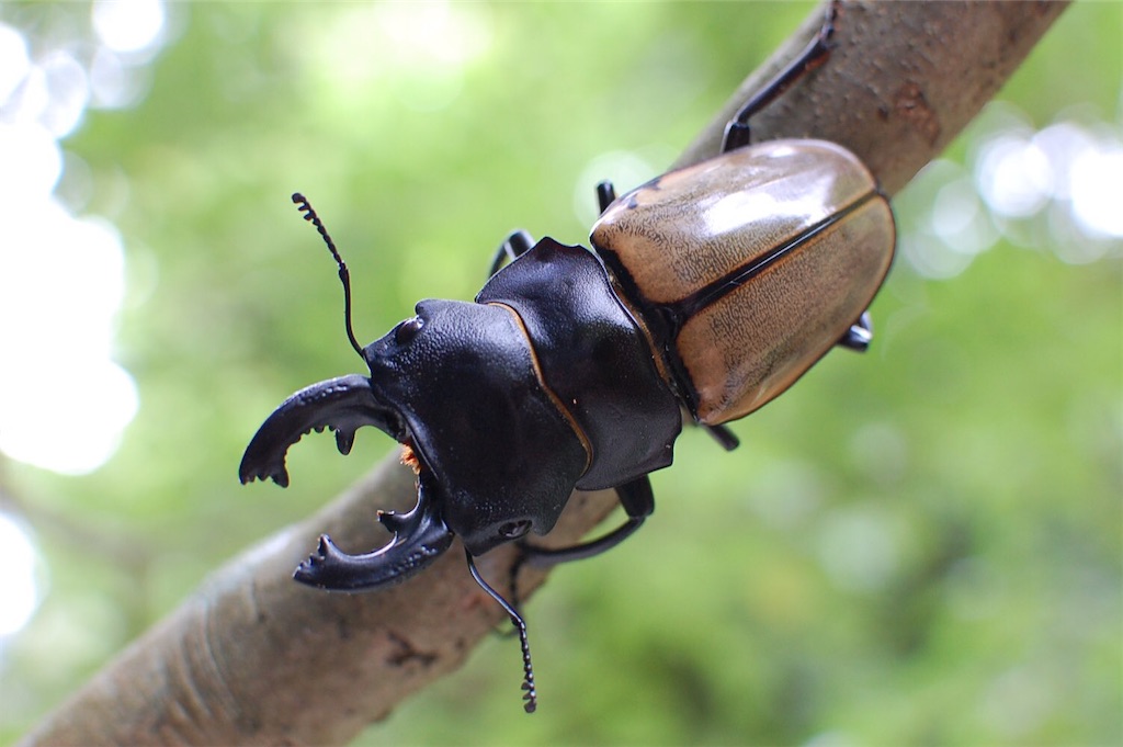 カステルナウツヤクワガタ（インドネシア共和国ベンクール州産）WF1
