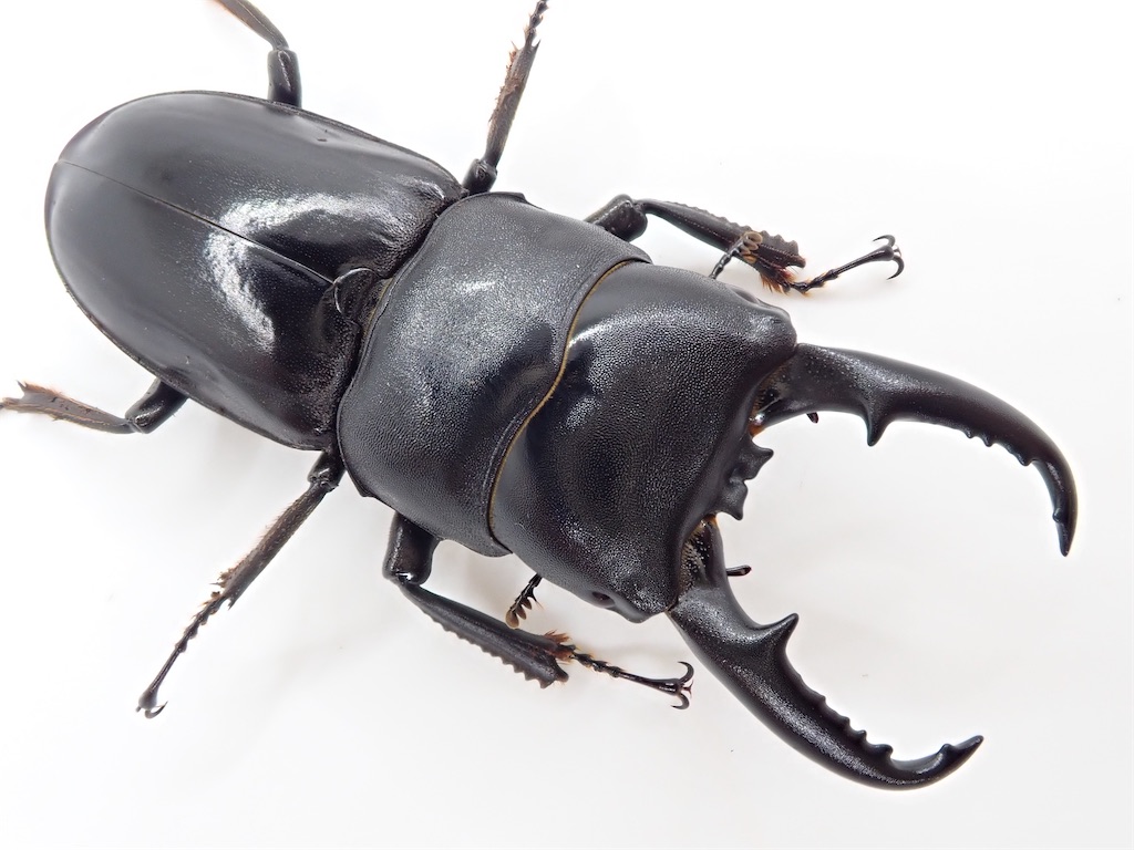 ハチジョウヒラタクワガタ A型（東京都八丈町某所産）WF1 飼育記録