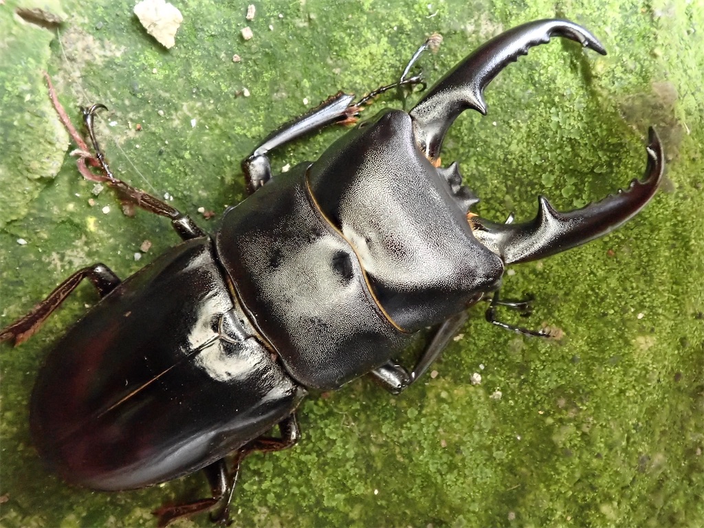 ハチジョウヒラタクワガタ A型（東京都八丈町某所産）WF1 飼育記録