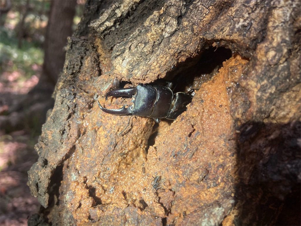 長崎県 対馬 採集記 - stag_beetle_japan