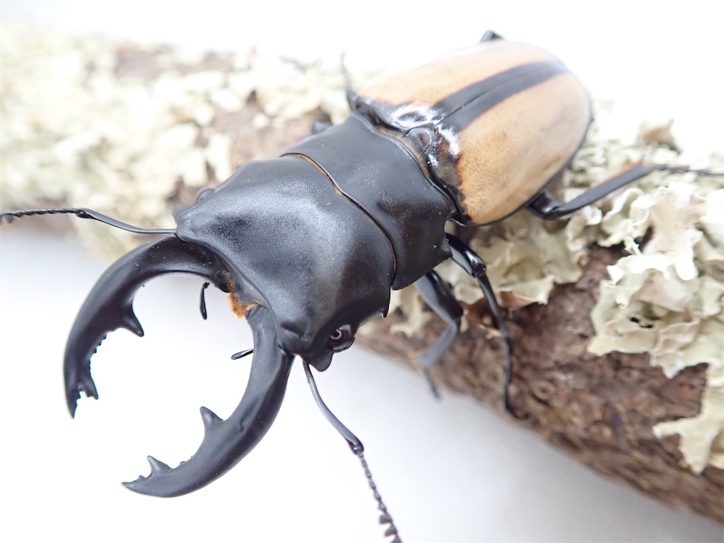 ベルシコロールツヤクワガタ（インド タミルナドゥ州ニーラギリ県産