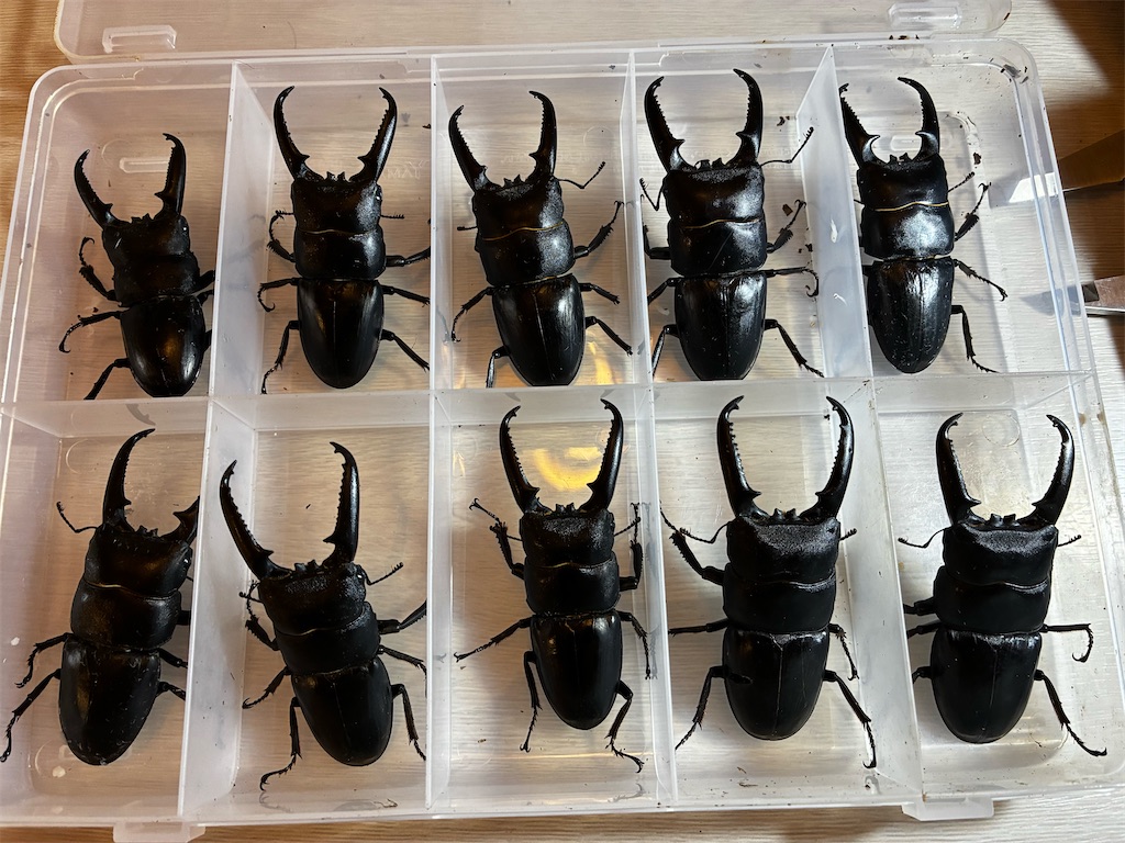 長崎県 対馬 チョウセンヒラタクワガタ 採集記 - stag_beetle_japan