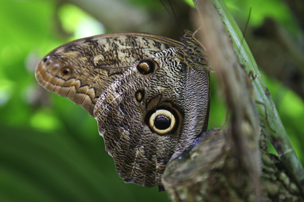 ユカタン・ビワハゴロモ - lithos Graphics web log