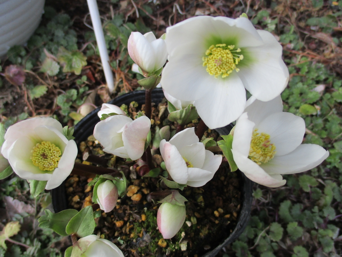 まつこの庭」のクリスマスローズ（6）原種系 - まつこの庭