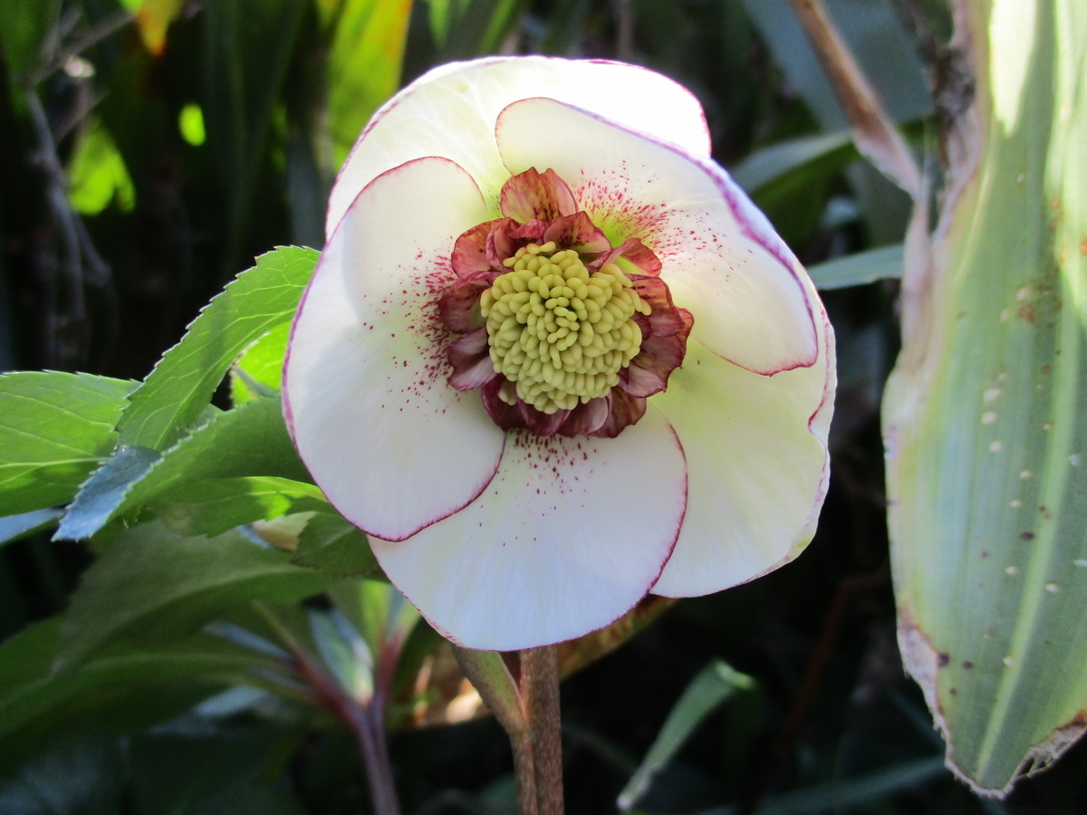 クリスマスローズ （1） クレオパトラ - まつこの庭