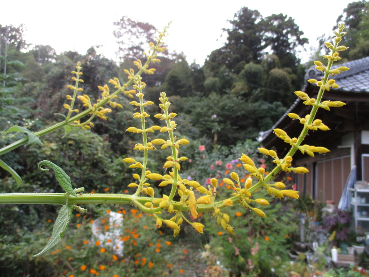 サルビアの花 2023 - まつこの庭