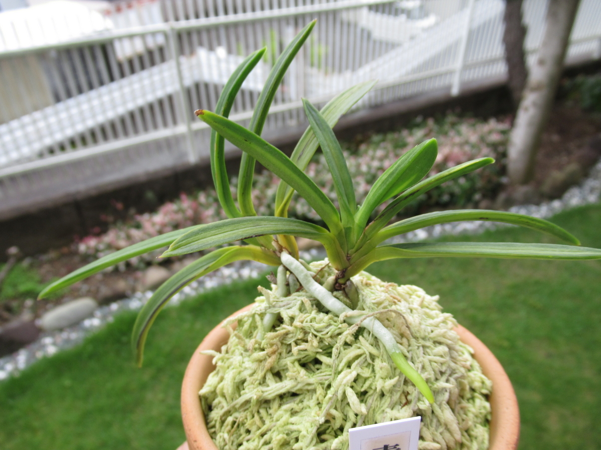 その他 その164 - 富貴蘭 まほろばいお