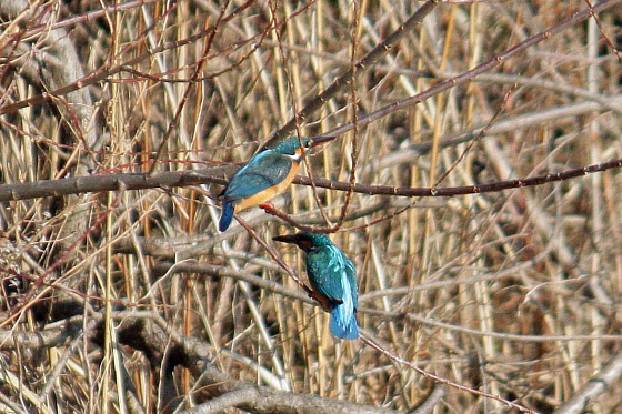 250mmと300mmで野鳥を撮影してみました^^ - 虹色フォーカスannex