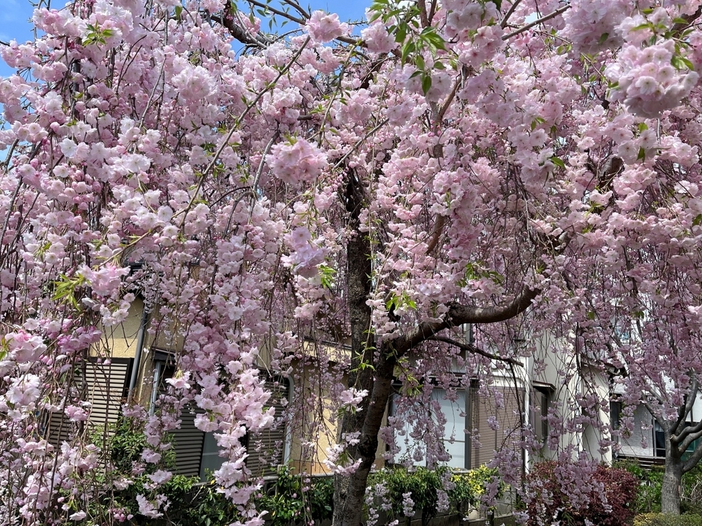 桜咲く※紹介文お読みください。 英語で「桜」どうやって説明する
