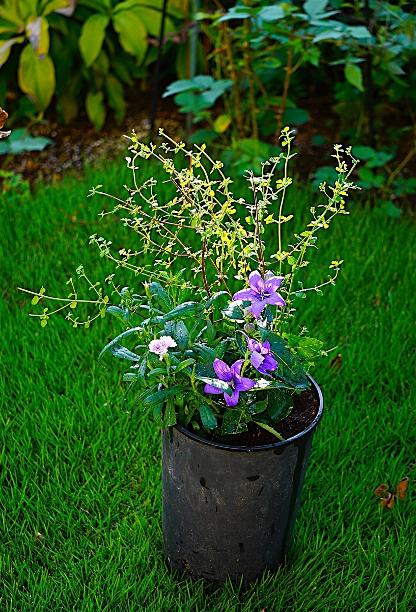 秋の寄せ植えを少し！ - りこの庭だより