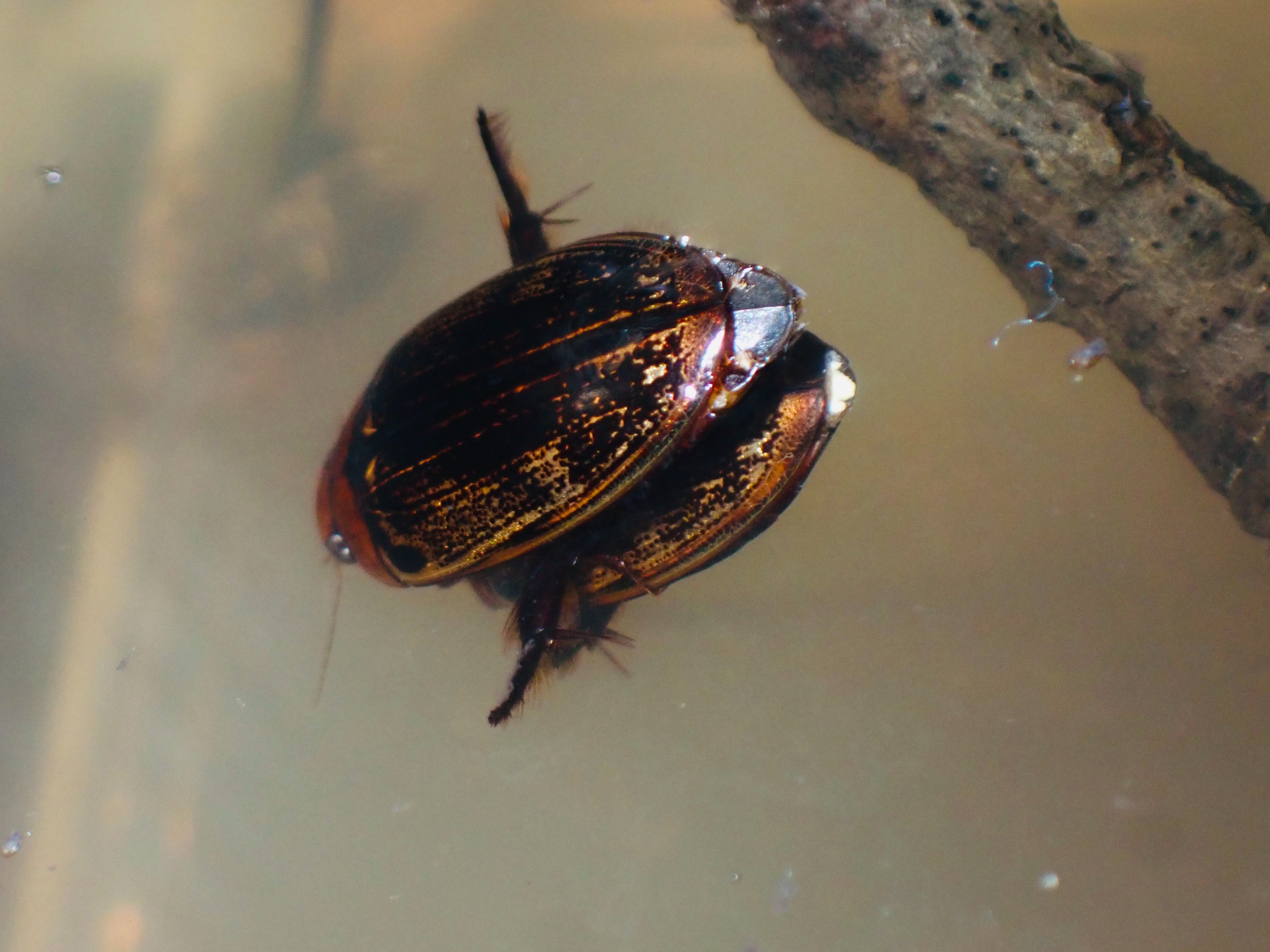オオイチモンジシマゲンゴロウ幼虫飼育【蛹化率6割】 ハーフタイム