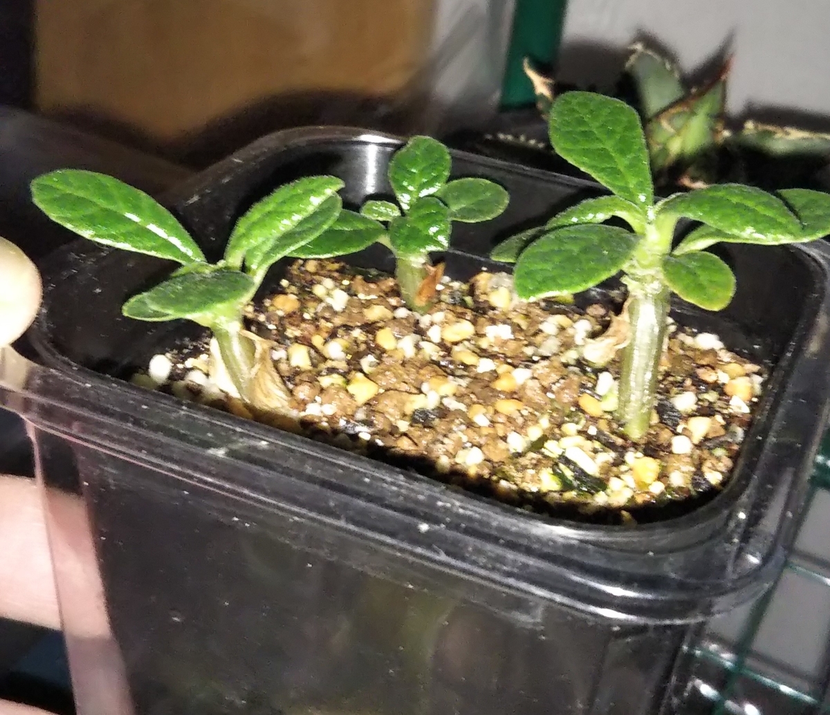 Dorstenia gigas ドルステニアギガス実生 1→4月の記録 - And Plants