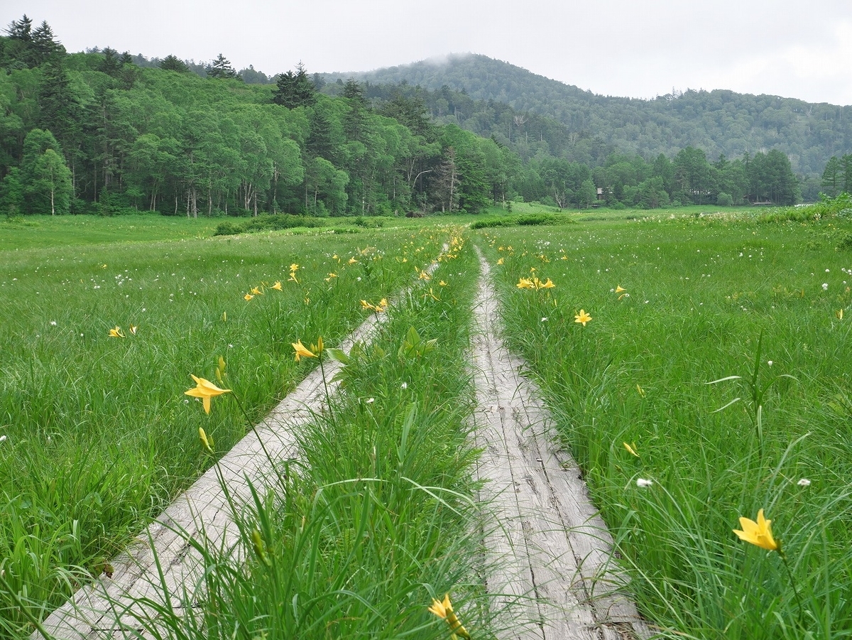 Meadow Road 牧草地の道