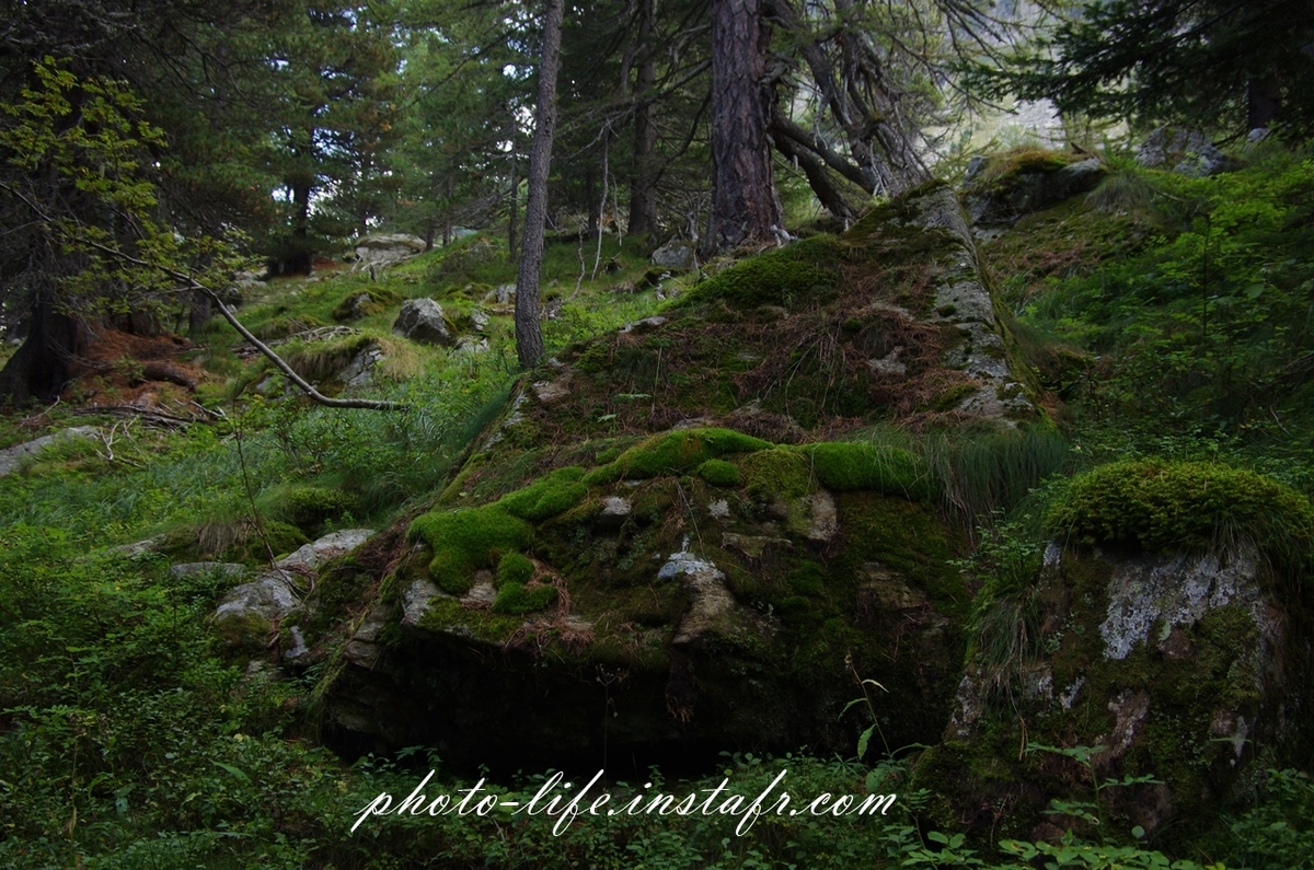 PENTAX K-5で森を撮る【レビュー・センサースコア・作例】 - 型落ち