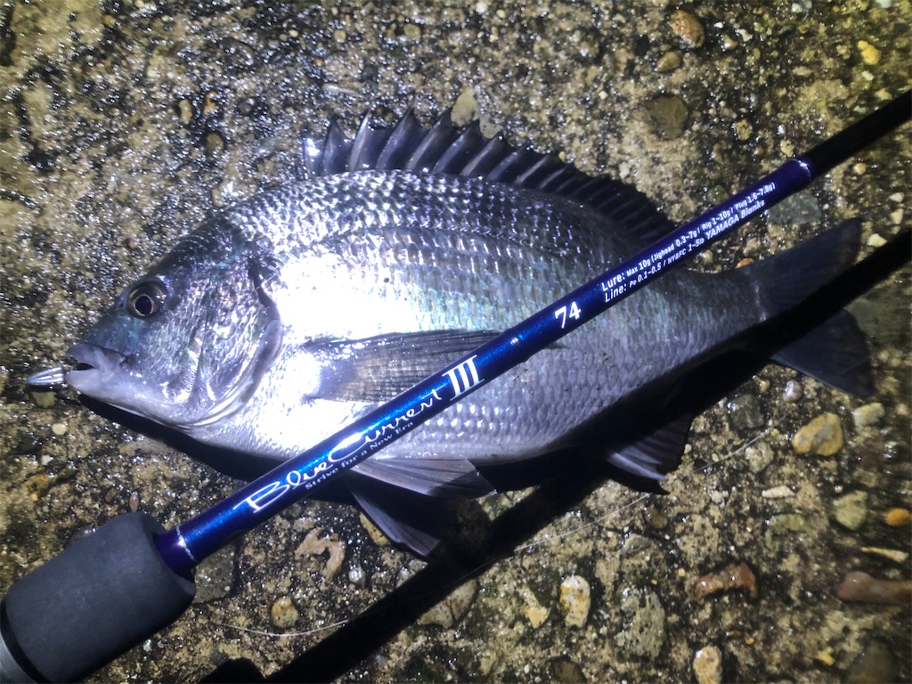 ブルーカレントⅢ 74 実釣2stインプレ - Everyday Fishing 富山