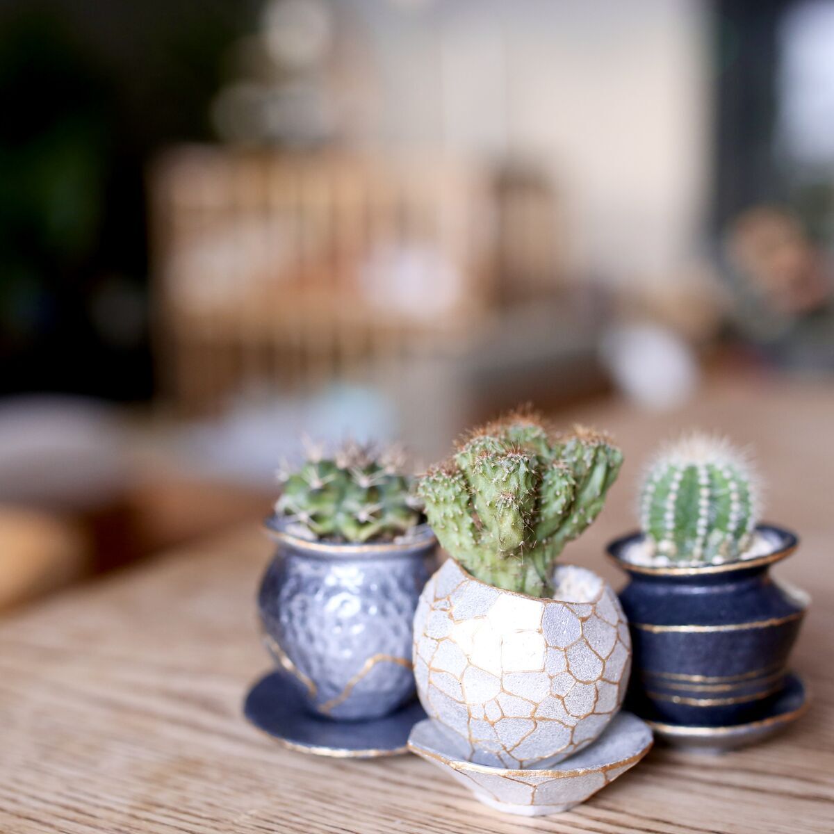 サボテン始めました - SHINOSAN no NIWA