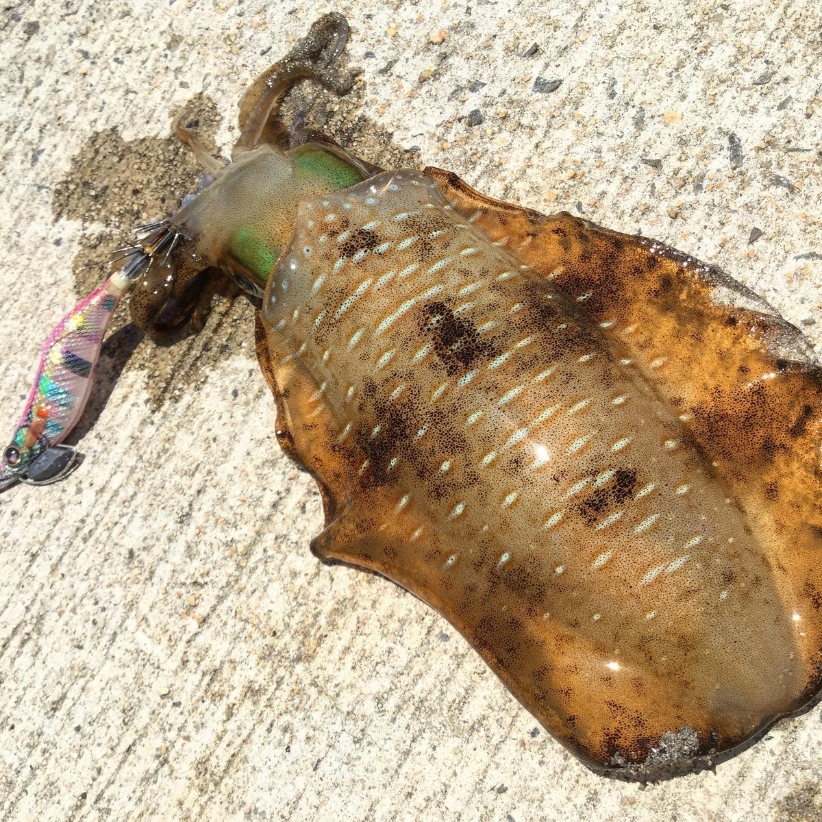 魚種限定解除の名竿インプレ【TR93PEスペシャルhouri】スーパーライト