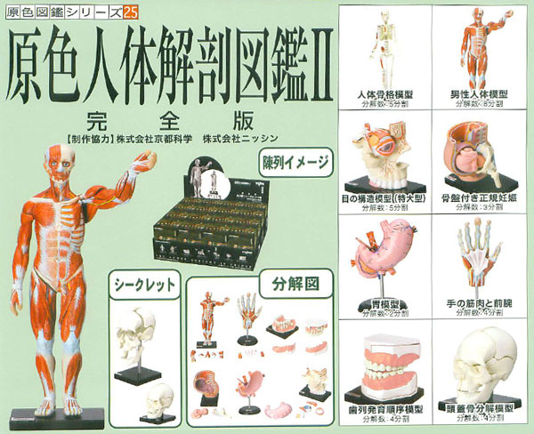 人体オモチャ 原色人体解剖図鑑 - 実観