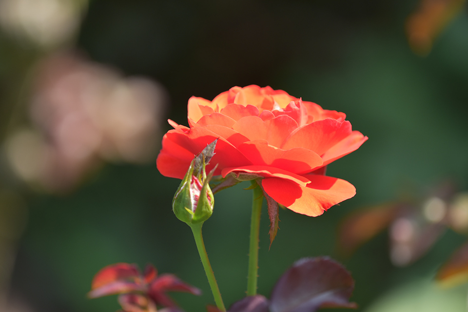 秀逸なマイナーレンズ、AI AF Micro-Nikkor 200mm f/4D IF-ED。ニコン