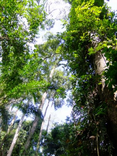 ボルネオのジャングルで野生動物サファリ (Wildlife safari in Borneo