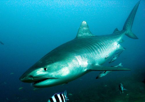 ☆大興奮☆とうとう出現。タイガーシャーク☆』その他の都市(フィジー