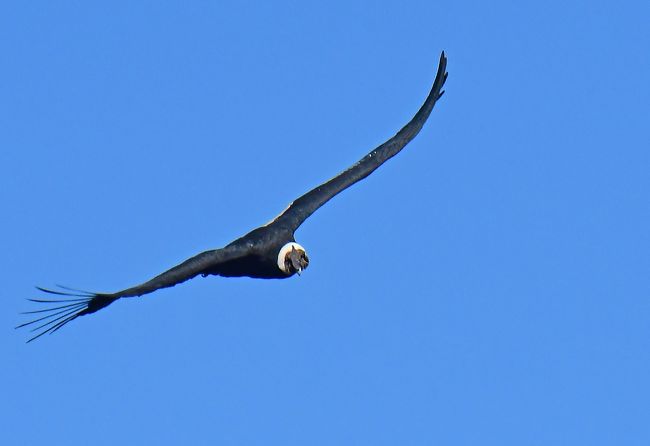 アンデスの空を飛ぶコンドルを撮影して、南米大陸最南端の都市へ：One