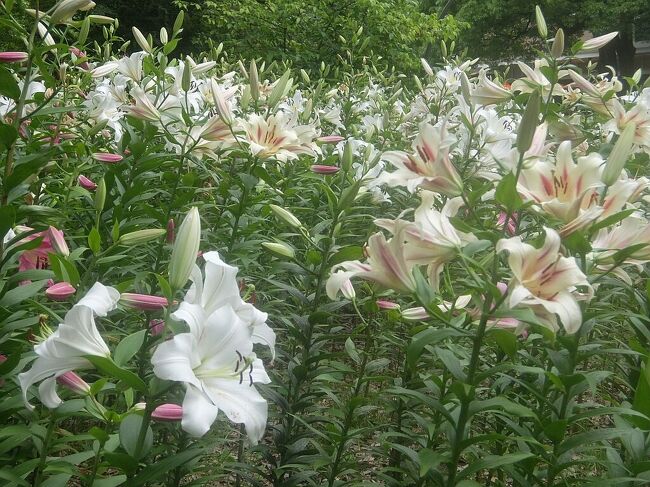 日比谷公園のユリ 2023.6』銀座・有楽町・日比谷(東京)の旅行記