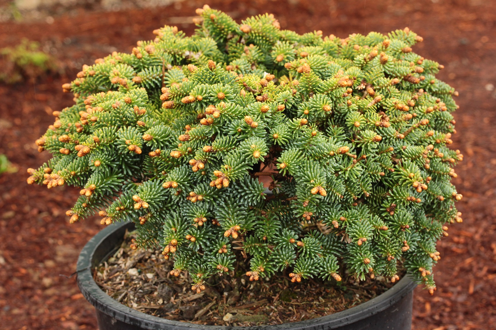 Abies pinsapo 'Monteverde' Spanish Fir | Conifer Kingdom