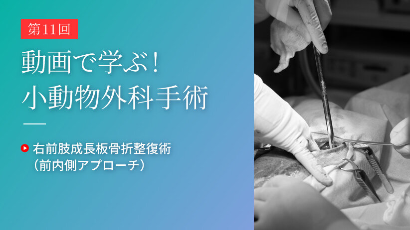 動画で学ぶ！小動物外科手術 第11回 | SAC NAVI｜共立製薬
