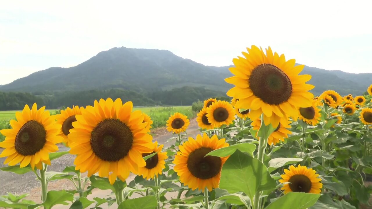 8/15頃まで開花中】約6,300本のひまわりと角田山、サフィニアを望む