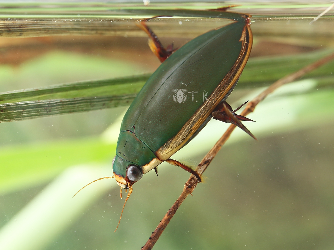 コガタノゲンゴロウ | 精霊の庵 - 無名の絶滅危惧昆虫