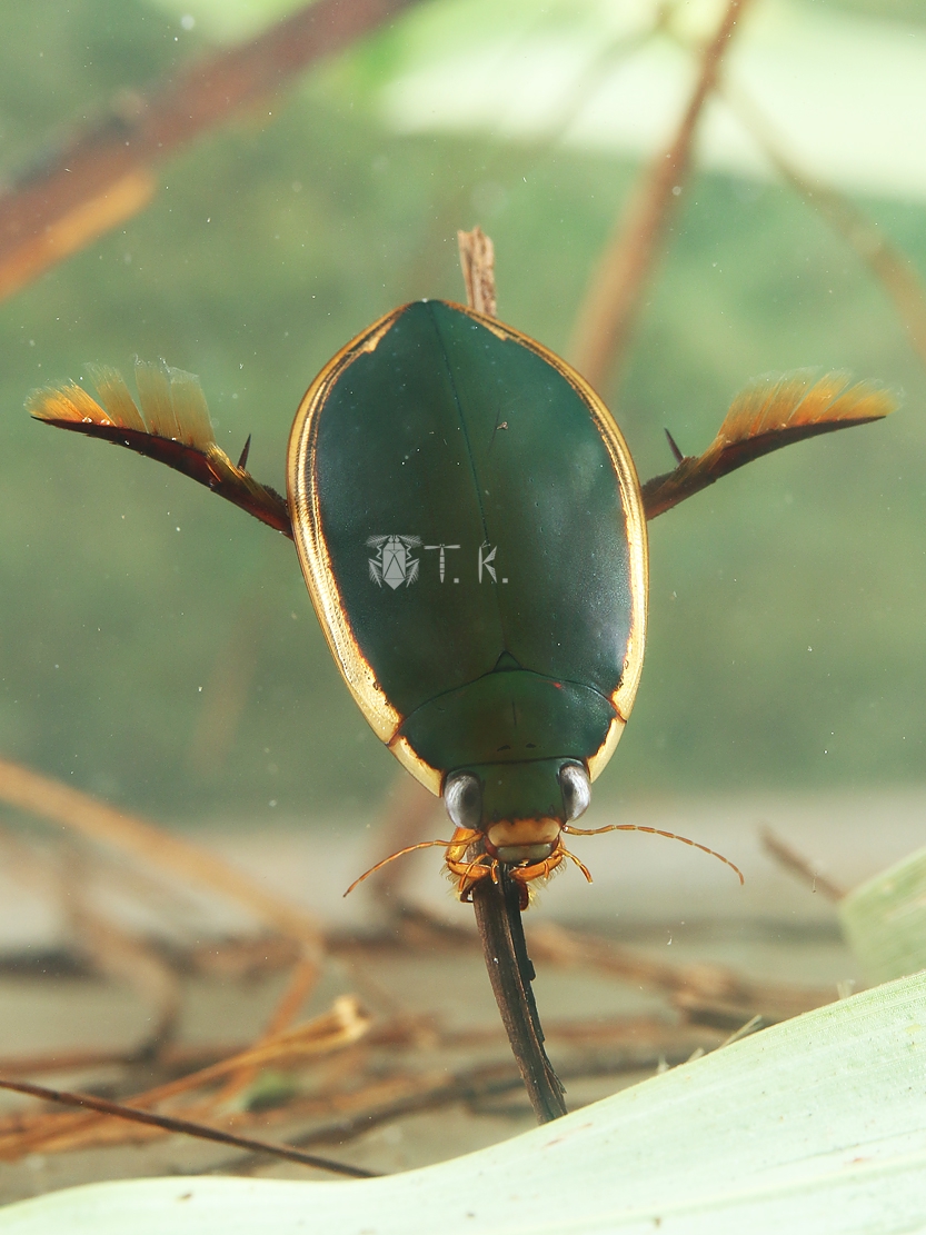 コガタノゲンゴロウ 標本 Jesper2 No.073 コガタノゲンゴロウ