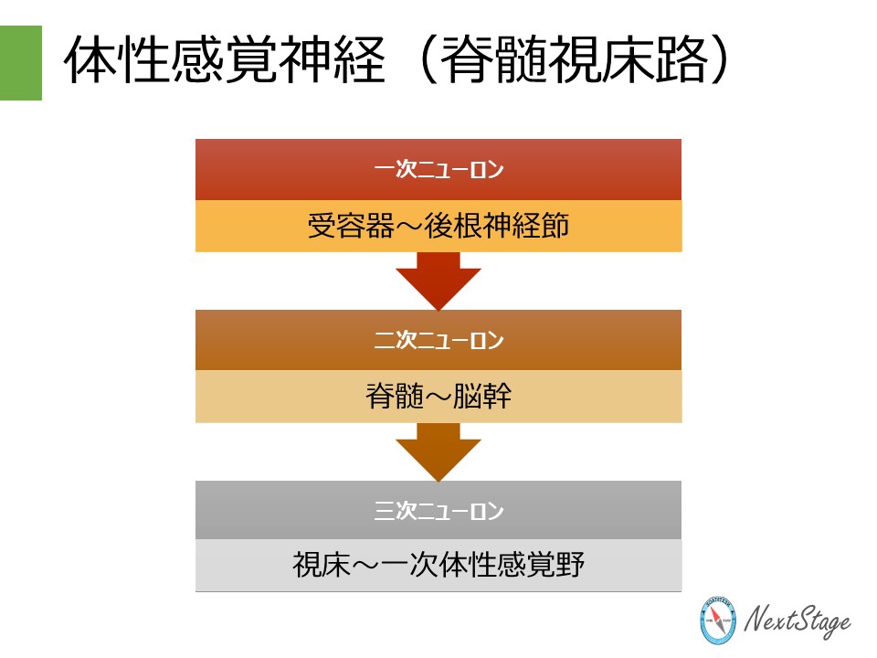 第59回PT国家試験 午後問題55 | 国試塾ネクストステージ