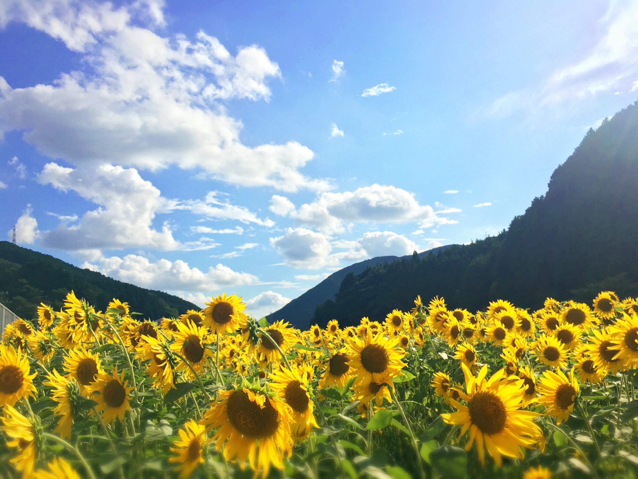 R423 ひまわり畑＆上手工作所(＠豊能町)／まちこの町レポ | いながわリンク