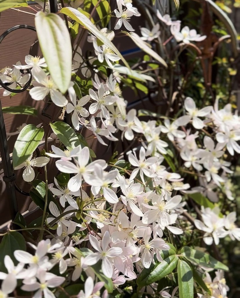 クレマチスアーマンディ・ アップルブロッサム🌸 4号size 入荷 | gris