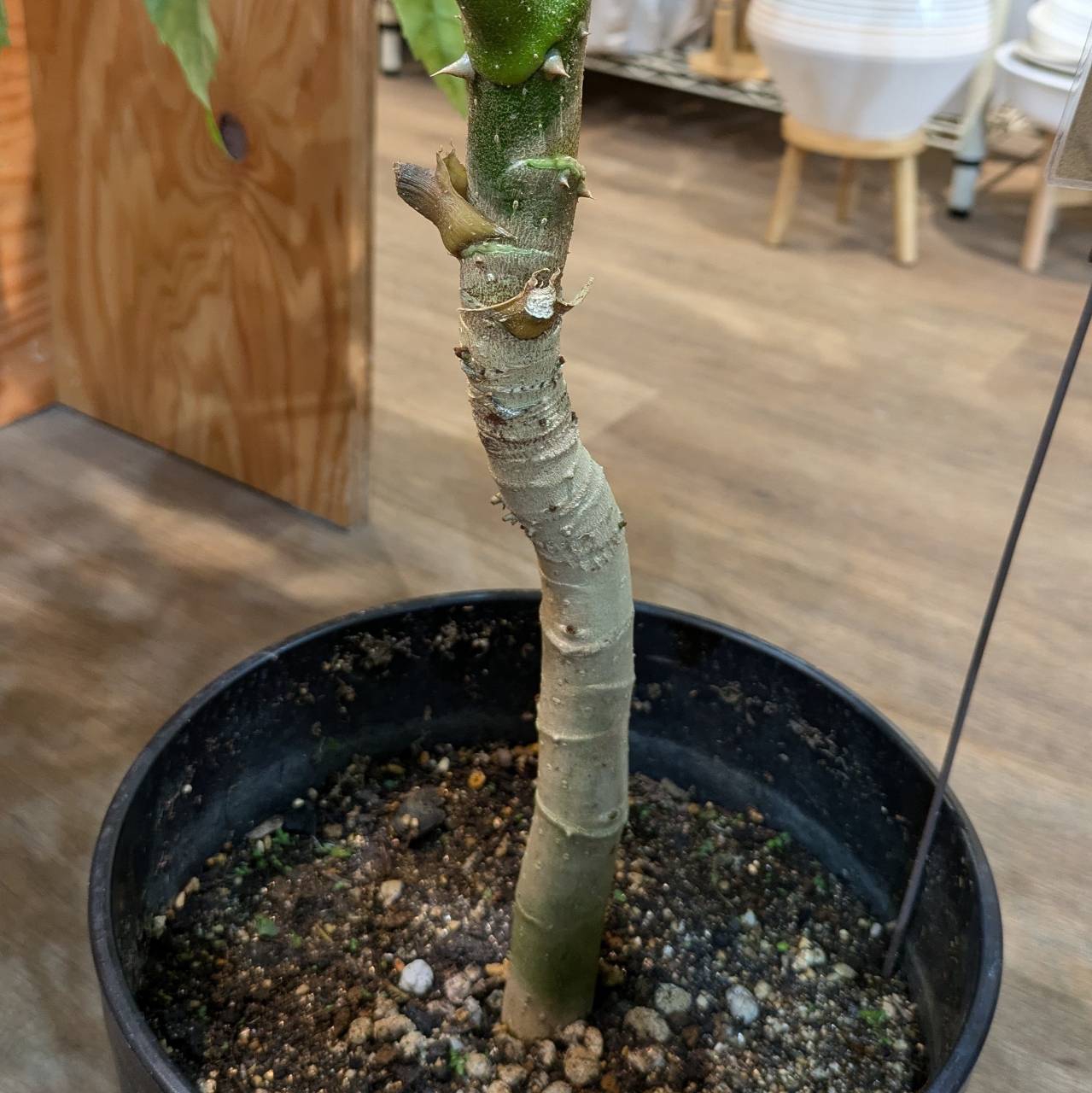 7月25日(木)☆入荷情報です☆ | NOKO's