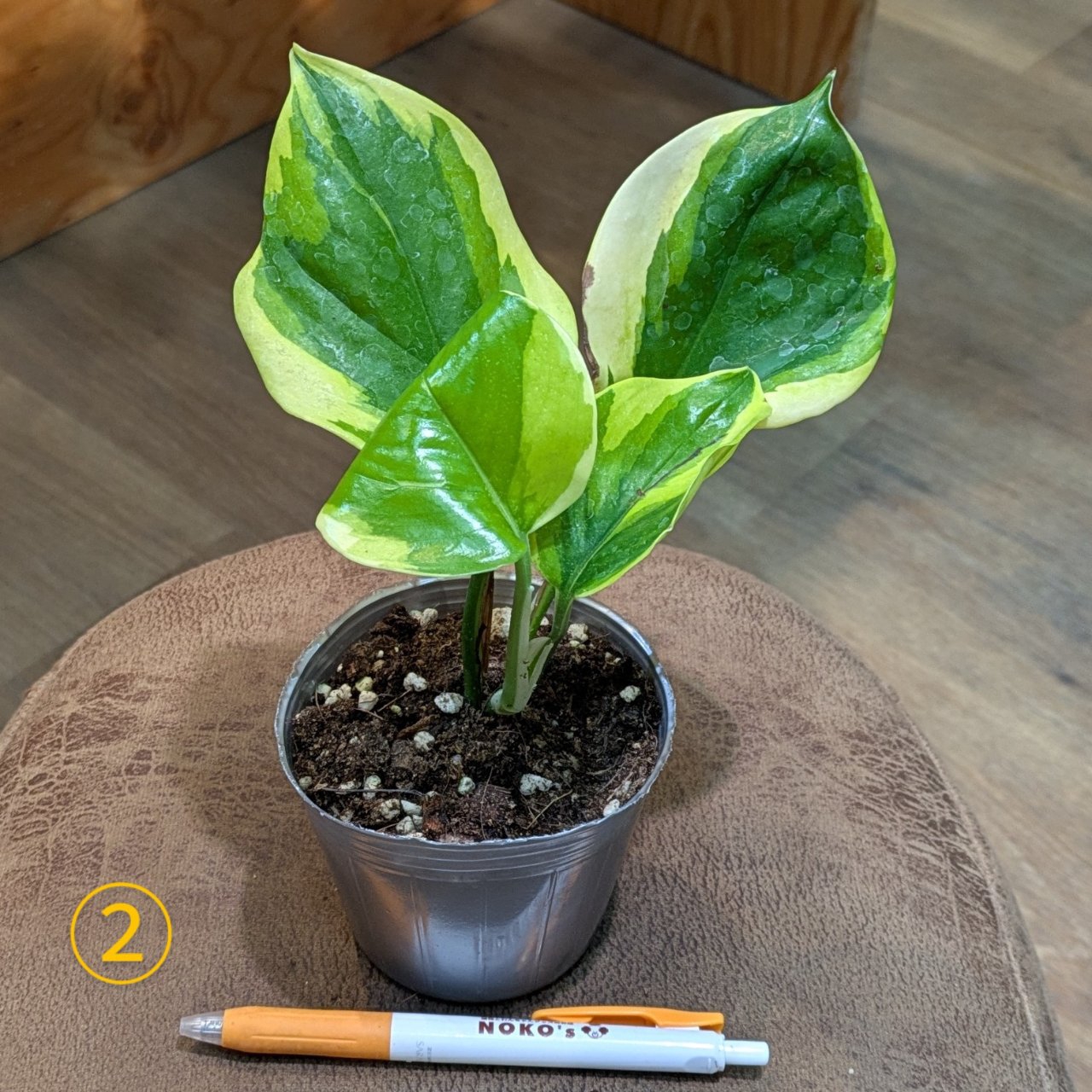 7月10日(木)◎入荷情報◎ | NOKO's