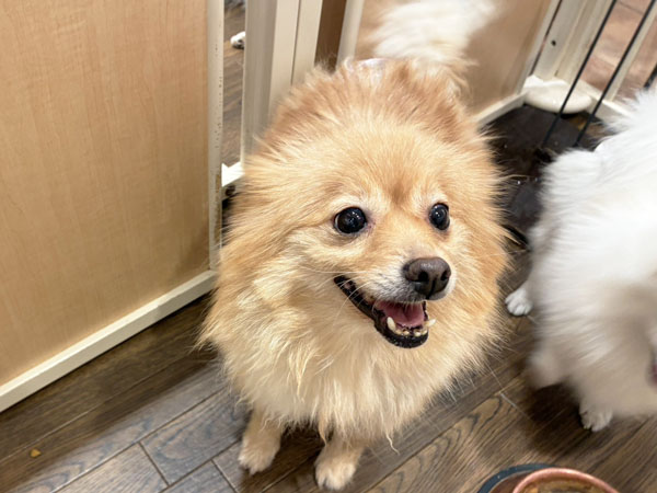 麦ちゃん | ポメラニアンの保護犬 | anifare(アニフェア)｜保護犬に