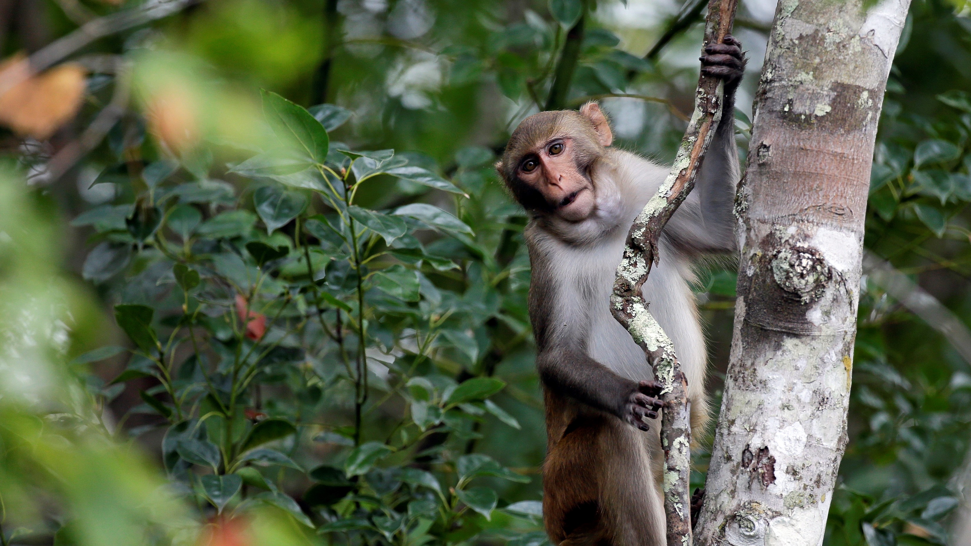 South Carolina primates escape: 25 escaped monkeys captured in